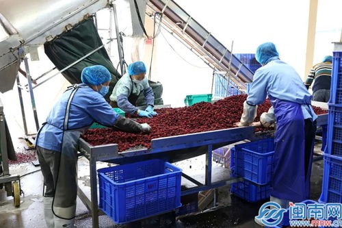 诏安县县长带队调研企业复工复产情况
